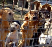 Sibiu: Municipalitatea a oferit spre închiriere un teren pentru construirea unui nou adăpost pentru câini fără stăpân