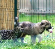 Grădina Zoologică Sibiu are un nou locuitor: un pui de jaguar