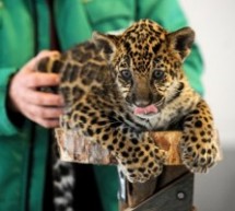 Un nou pui de jaguar la Grădina Zoologică Sibiu