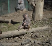 Primul pui de maimuţă născut în captivitate la Zoo Sibiu