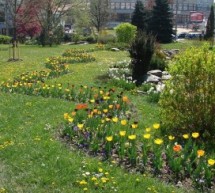 Plantările de primăvară continuă în parcurile şi zonele verzi din Sibiu