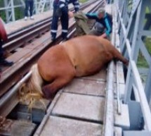 Pompierii sibieni au salvat a unui cal blocat pe un pod de cale ferată