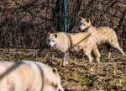 Zoo Sibiu are trei noi locuitori: un leopard de Amur și doi lupi albi, toate cele trei animale fiind primite ca donație
