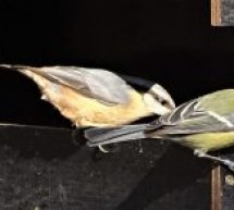Acțiune de observare și hrănire a păsărilor pe timp de iarnă la Muzeul Astra
