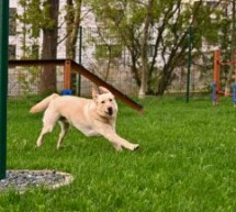 Primele trei locuri de joacă pentru câini în Sibiu