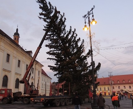 Bradul de Crăciun a ajuns în Piața Mare din Sibiu