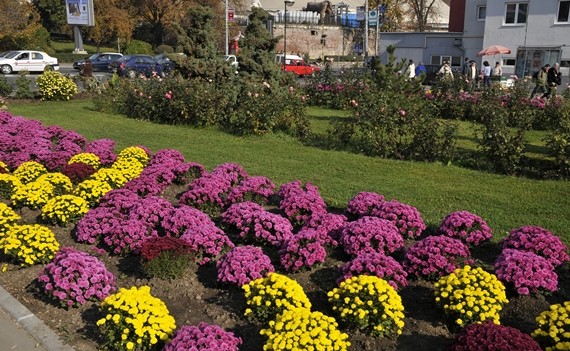 Peste 450 de arbori şi mai mult de 130.000 de flori plantate în Sibiu