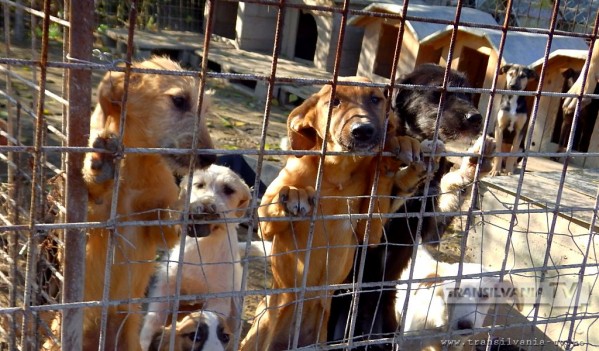Sibiu: Municipalitatea a oferit spre închiriere un teren pentru construirea unui nou adăpost pentru câini fără stăpân