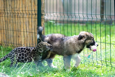 Grădina Zoologică Sibiu are un nou locuitor: un pui de jaguar