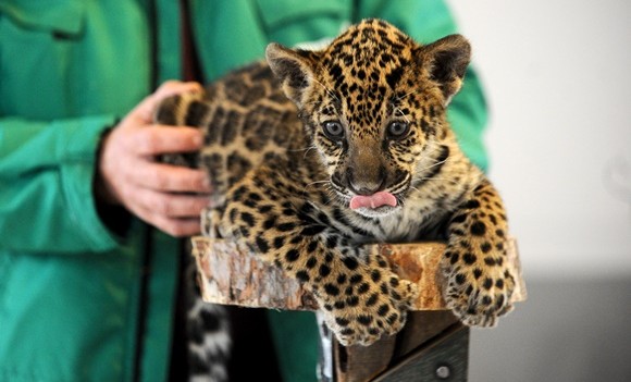 Un nou pui de jaguar la Grădina Zoologică Sibiu