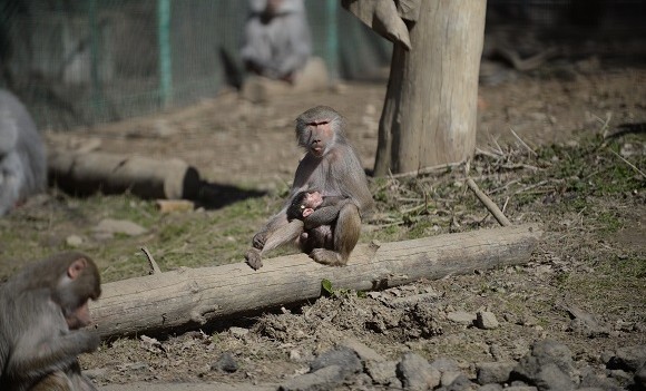 Primul pui de maimuţă născut în captivitate la Zoo Sibiu