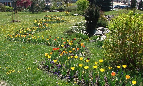 Plantările de primăvară continuă în parcurile şi zonele verzi din Sibiu