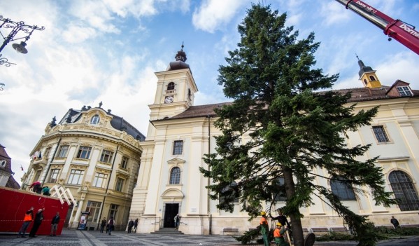 Sibiu: Bradul de Crăciun a sosit în Piaţa Mare