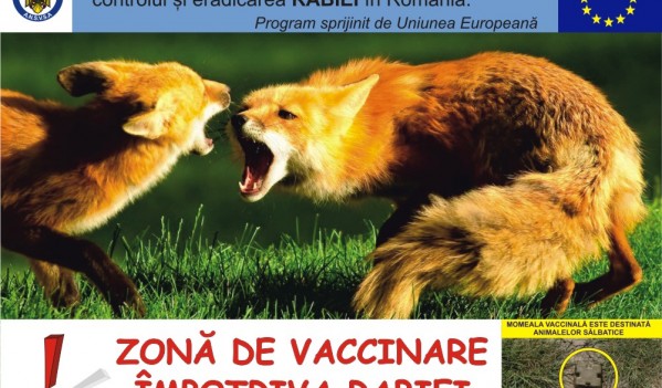 Mediaș: Campanie de vaccinare a vulpilor contra rabiei