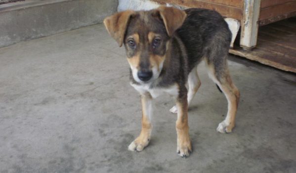 Sâmbătă, 23 septembrie, acțiune de adopții câini în municipiul Sibiu