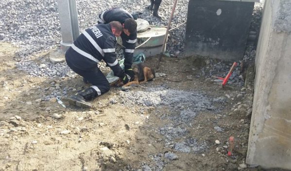 Câine salvat de pompieri medieșeni dintr-un canal