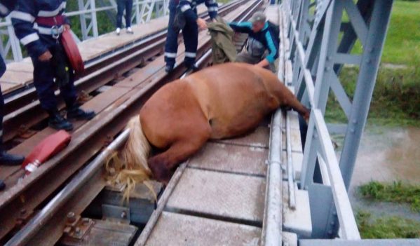 Pompierii sibieni au salvat a unui cal blocat pe un pod de cale ferată