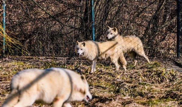 Zoo Sibiu are trei noi locuitori: un leopard de Amur și doi lupi albi, toate cele trei animale fiind primite ca donație