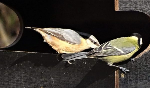Acțiune de observare și hrănire a păsărilor pe timp de iarnă la Muzeul Astra
