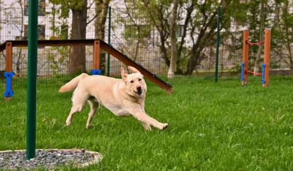 Primele trei locuri de joacă pentru câini în Sibiu